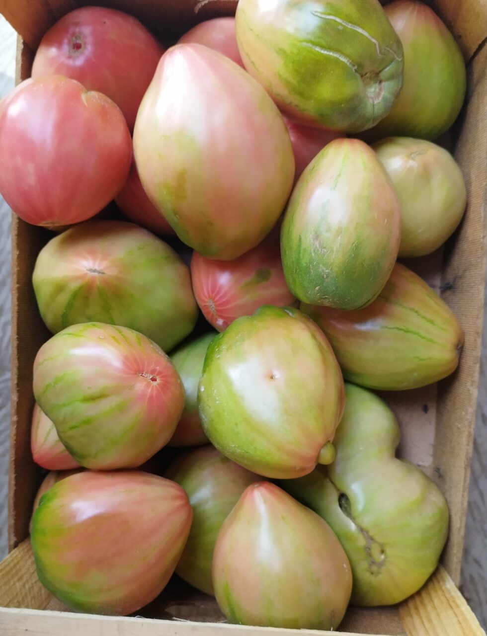 Pomodori di Belmonte - immagine 3